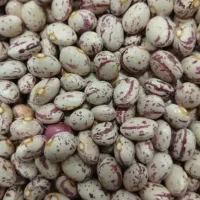 فروش لوبیاچیتی دست چین درجه یک