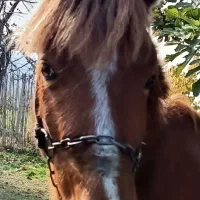 یک عدداسب یابو با پالان