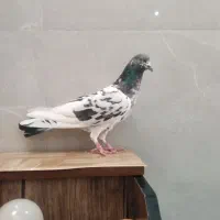 کبوتر ماده پاکستانی