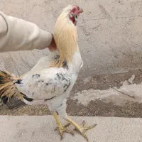 خروس لاری،مرغ،خروس،جوجه