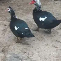 سه تا اردک اسراییلی یا همون مسکویی