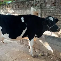 گاو شکم اول با دو گوساله ماده جنس نژاد دار