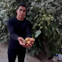 نهال فروشی جعفری|خدمات باغبانی و درختکاری|سردشت, |دیوار