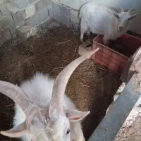 بز سانن|حیوانات مزرعه|پاکدشت, خاتون آباد|دیوار