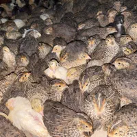 تخم نطفه دار بلدرچین ،جوجه بلدرچین،بلدرچین|حیوانات مزرعه|مشهد, توس (بلوار توس)|دیوار