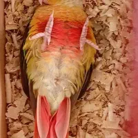 طوطی گرینچیک