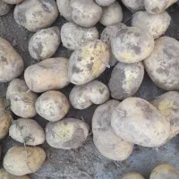 سیب زمینی 1تن