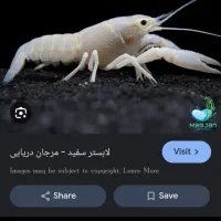 لابستر و میگو