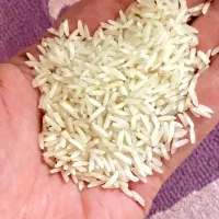 برنج هاشمی شمال اعلا|خوردنی و آشامیدنی|بهارستان, |دیوار