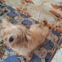 فروش|سگ|بافق, |دیوار