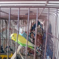 جفت مرغ عشق|پرنده|اردبیل, |دیوار