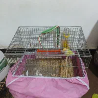 طوطی برزیلی با قفس