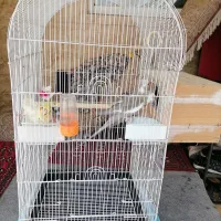 جفت عروس هلندی