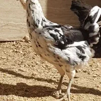 مرغ گلین خری دارم