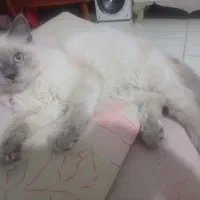 گربه ماده بسیار ناز