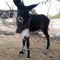 الاغ نر3ساله