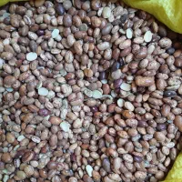 حبوبات لوبیا چیتی