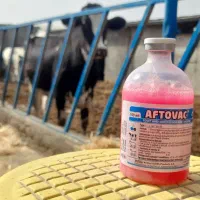 گاو شیری تلیسه با گوساله