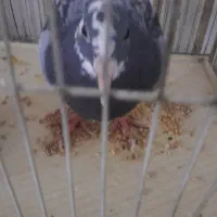 کبوتر سرحال