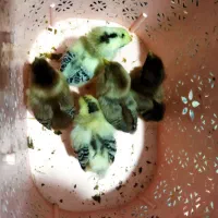 جوجه سالم واکسن خورده