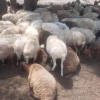 گوسفند بره گاو بز