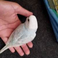 4 عدد جوجه مرغ عشق دون خور شده