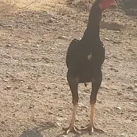 خروسی لاری اصل پنج ماه|حیوانات مزرعه|مهاباد (آذربایجان غربی), |دیوار