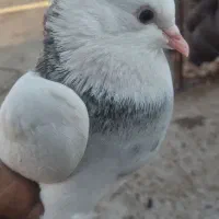 کفتر رنگی طوقی  مهر مهر بشرط