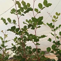 نهال خرنوب|گل و گیاه طبیعی|شیراز, شهرک امیر کبیر|دیوار