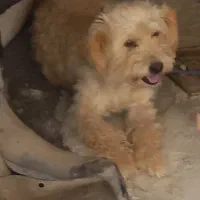 سگ شیتزو با پنج توله