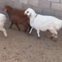 بره نردورگ چپ دم باب تخم وپروار سه‌تا باهم ۷۵م
