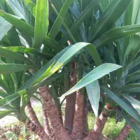 فروش درخت یوکا