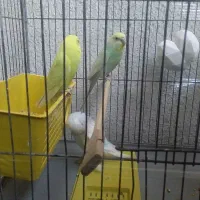 فروش سه عدد جوجه مرغ عشق
