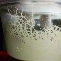 کالچر میکروورم|ماهی|کرمان, |دیوار