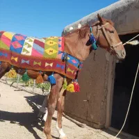 فروش کره اسب دره شور بیست ماهه