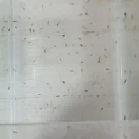 ماهی گوپی . مولد . بچه ماهی|ماهی|تاکستان, |دیوار