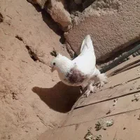 کبوتر رنگی|پرنده|شاهرود, |دیوار