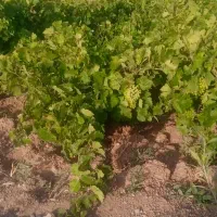 غوره