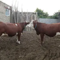 قرمزشرابی سیاه قهوهای گوساله فروشی به تعداددلخواه|حیوانات مزرعه|اصفهان, آبشار|دیوار