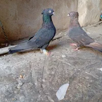 کفتر تافته ای نرماده شهری زرد نر