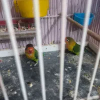 طوطی برزیلی اوپال جفت تضمینی|پرنده|شیراز, عفیف‌آباد|دیوار