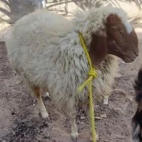 گوسفند .بره ماده|حیوانات مزرعه|باوی, |دیوار