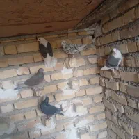 ماده پلاکی|پرنده|فراشبند, |دیوار