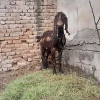 معاوضه با نربره نربز گوساله|حیوانات مزرعه|سرخنکلاته, |دیوار