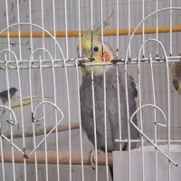 طوطی عروس کاملا سالم