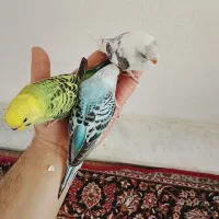 عروس هلندی دستی و مرغ عشق دستی|پرنده|خمینی‌شهر, |دیوار