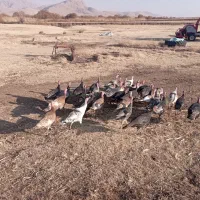 بوقلمون کوردی