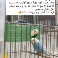 مرغ عشق مولد (انگلیسی و رینبو )