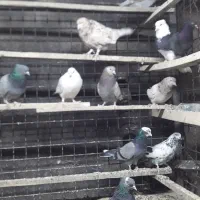 چند جفت مایه کبوتر|پرنده|تهران, تهرانپارس غربی|دیوار