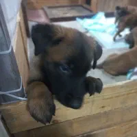 سگ گارد|سگ|گرمدره, |دیوار